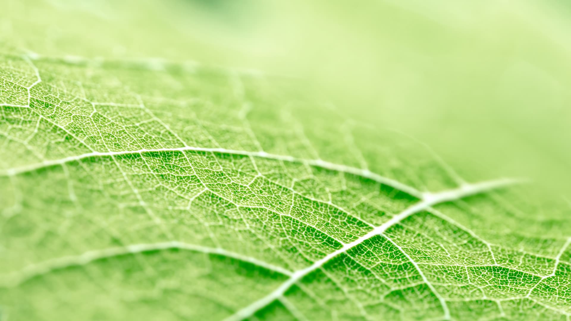 Green leaf