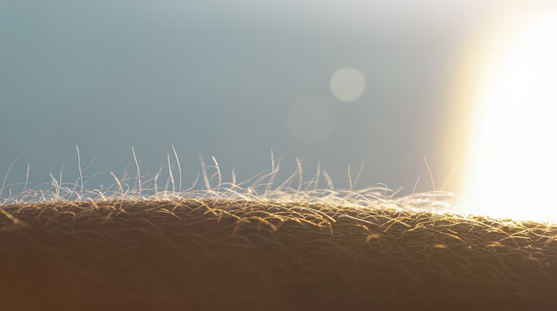 Hair on an arm with goosebumps