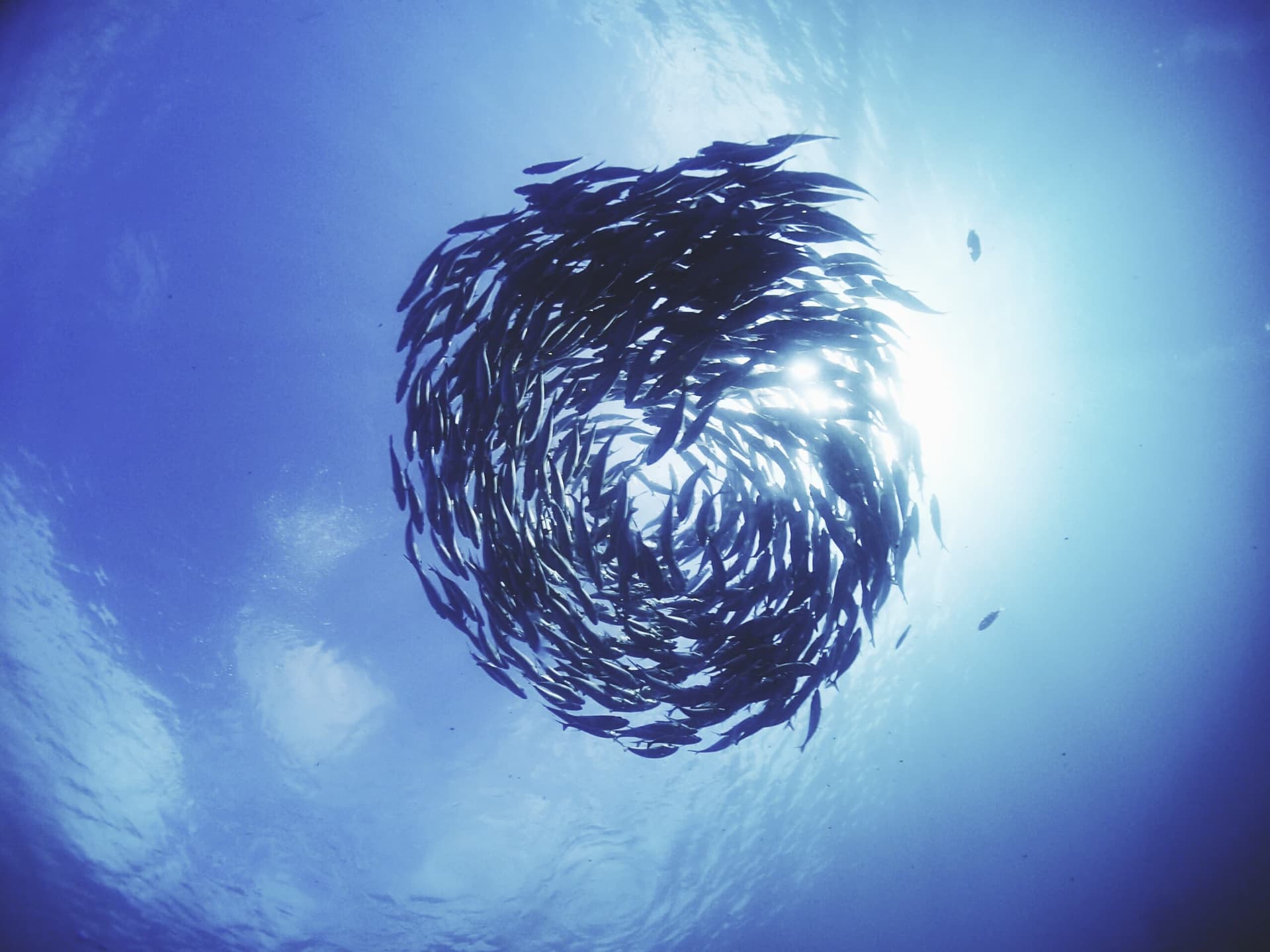 A school of fish