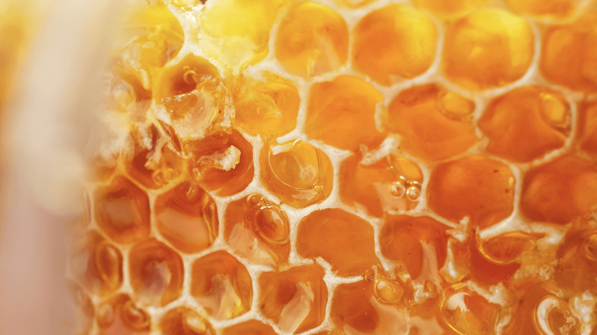 Close-up of a honeycomb filled with golden honey, showcasing the hexagonal pattern and glistening texture.