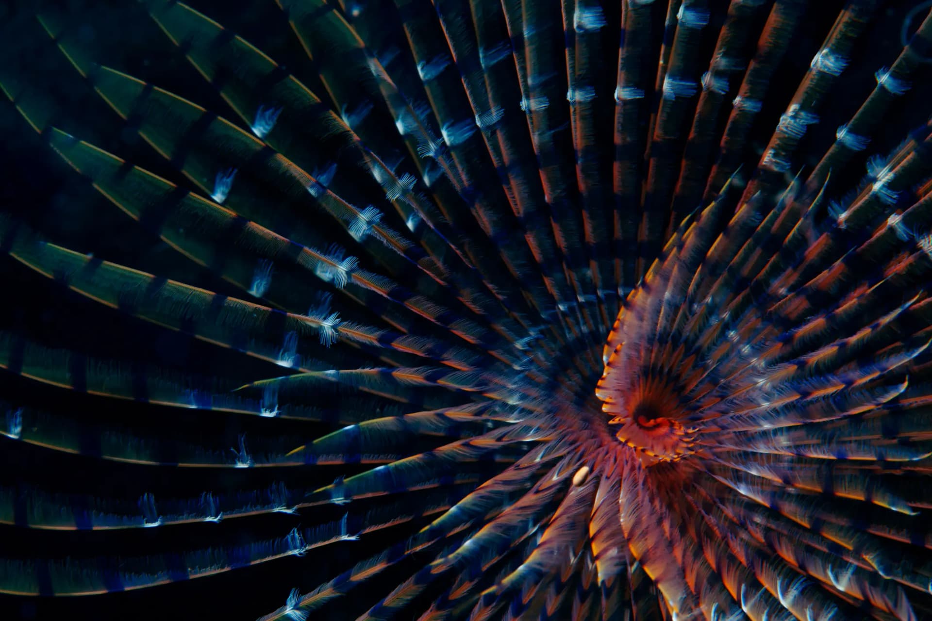 Close-up of a spiraling feather duster worm with vibrant blue, orange, and red hues, showcasing delicate, feather-like structures against a dark background.