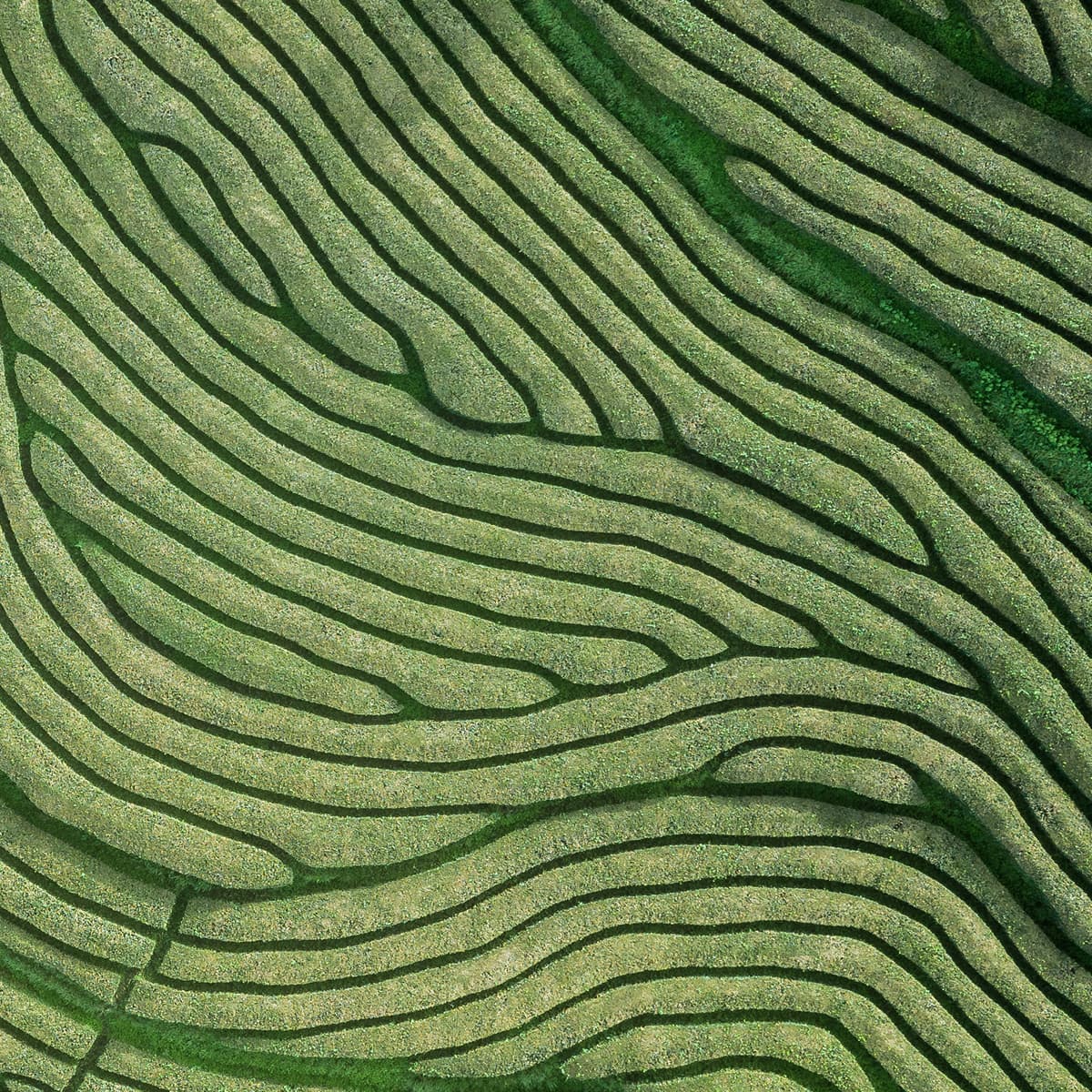 Aerial view of terraced green fields forming undulating, parallel lines resembling a topographical map or abstract art.