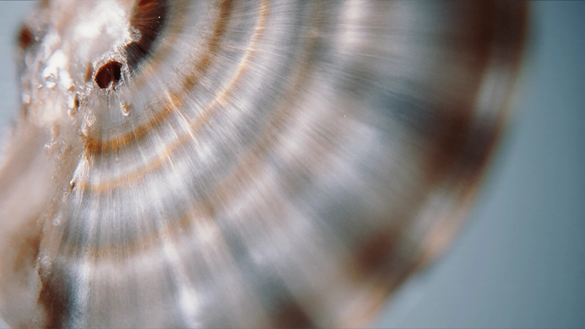 Close-up of a seashell showing intricate brown and white spirals with a smooth, glossy texture.