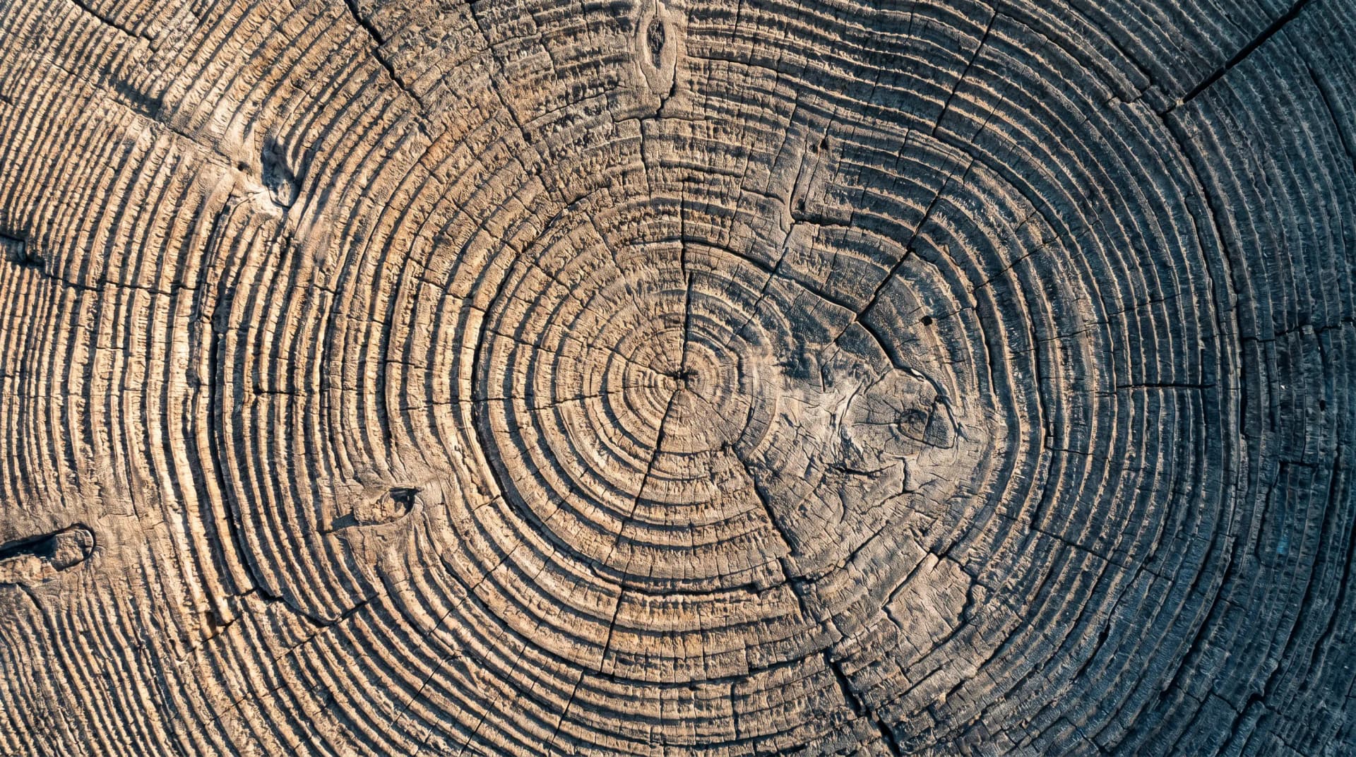 Close-up of a tree stump showing concentric growth rings and textured bark, illustrating the tree's age and natural patterns.