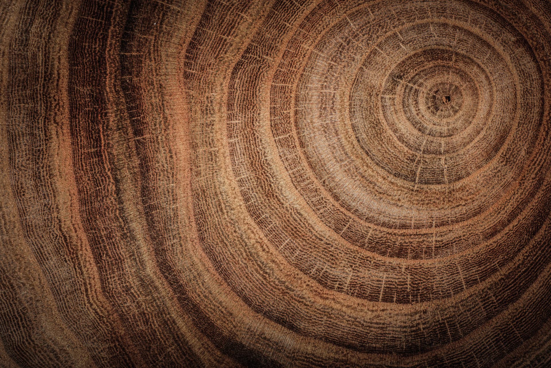 Close-up of tree trunk rings showing concentric circles in varying shades of brown, illustrating growth over time.