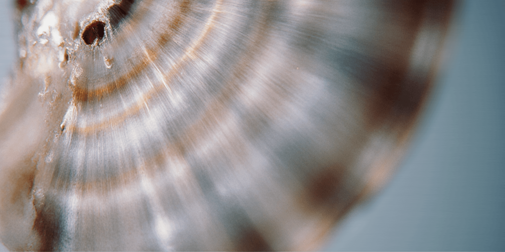 Close-up of a spiral seashell with iridescent brown and white bands, showing fine textures and details on a subtle blue background.
