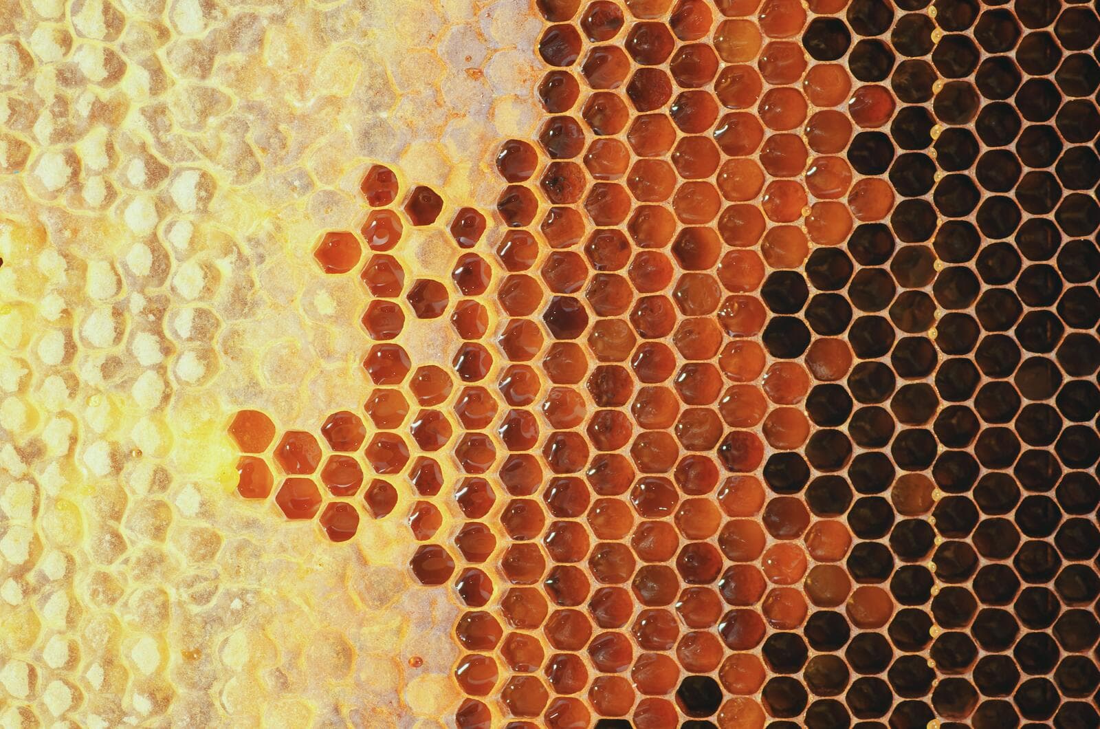 Close-up of a honeycomb with filled and empty hexagonal cells, transitioning from light to dark amber honey.